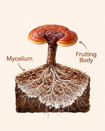 Fruiting Body Only