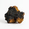 Chaga
