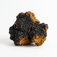 Chaga