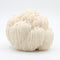 Lion's Mane