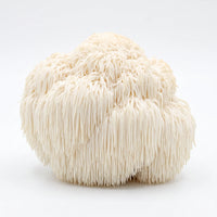 Lion's Mane