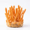 Cordyceps