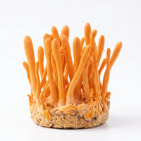 Cordyceps
