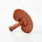 Reishi