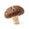Shiitake