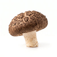 Shiitake