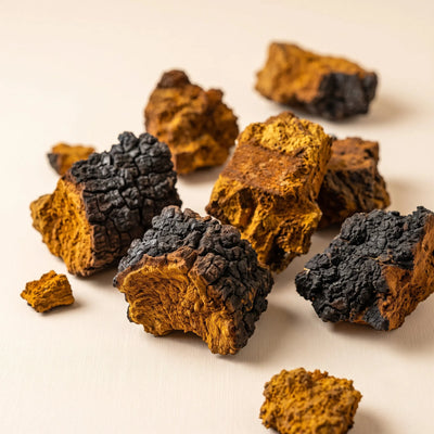 Wild-Harvested Chaga