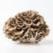 Maitake