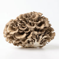Maitake