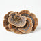 Turkey Tail